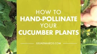 How to Hand Pollinate your Cucumber Plants [upl. by Johannah]