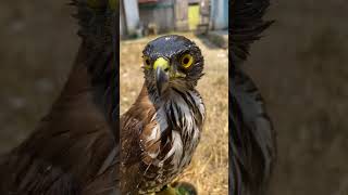 Panas nya pollll👍 accipiter falconry birdcrestedgoshawk 🇮🇩 [upl. by Yrellam918]