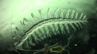 Annelida Tomopteris helgolandica a planktonic polychaete [upl. by Ellary]