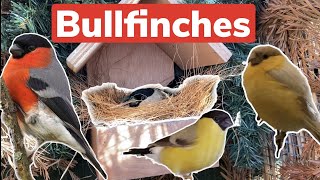 Breeding Bullfinches  the Good the Bad and the Ugly [upl. by Waligore]