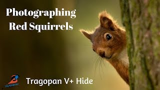 Tragopan V PopUp Hide  Photographing Red Squirrels [upl. by Los]