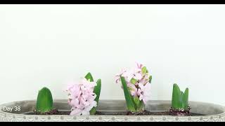 MINI HYACINTHUS ORIENTALIS MAXI TIME LAPSE 4K [upl. by Booker]