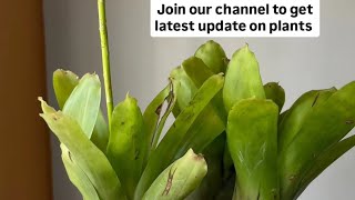 how to grow bromeliad plant in Chennai [upl. by Nameerf]