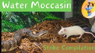 Fearful Encounters Water Moccasin Strike Compilation [upl. by Blanchette]