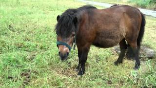 Grußkarten Geburtstag Pferde amp Ponys [upl. by Yrac]