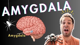 The Amygdala and Fear Conditioning [upl. by Yadsnil849]