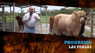 BEEFMASTER RANCHO LAS PERLAS [upl. by Melita]