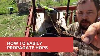 How to Easily Propagate Hops [upl. by Ettenhoj]