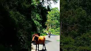 kodaikanal Silver cascade fallsBryant ParkKodaikanal LakeCoakers Walk tourist tamilnadu [upl. by Bidle]