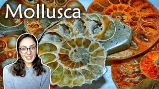 Mollusca Pt 1 Characteristics amp Classes of Mollusks Invertebrate Paleontology  GEO GIRL [upl. by Zil]