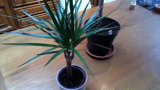 Dracaena marginata Basic care [upl. by Kirkwood183]