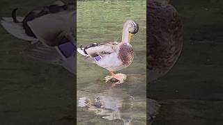 The Mallard  Cheonggyecheon in Seoul South Korea [upl. by Elletse]