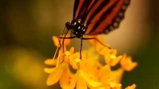 Schmetterlinge im botanischen Garten Augsburg [upl. by Veleda200]