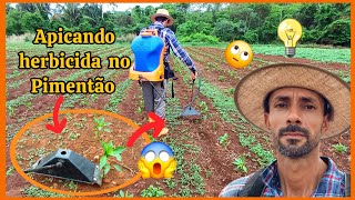 🌿🌱Controle químico das ervas daninhas no pimentão 🌿 🍀capina química [upl. by Etteuqaj47]