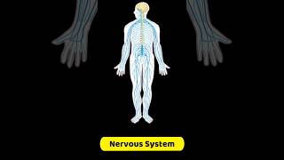 5 MindBlowing Facts About the Nervous System Revealed [upl. by Anne]