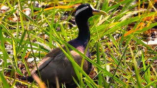 Bronze winged jacana [upl. by Britte]