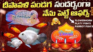 DIWALI OFFERS  FLOWERHORNS  PARROT FISHS amp PLATYS  AK AQUA TELUGU [upl. by Jain55]