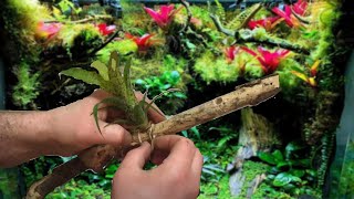 How I Mount Bromeliads to Wood for my Vivariums  Vriesea Fenestralis [upl. by Stone993]