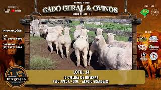 LOTE 34  10 OVELHAS DE INVERNAR  PESO APROX 40KG  ARROIO GRANDERS [upl. by Lahcar]