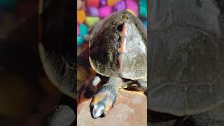 Turtle 🐢 ne ajj apna pura gradn dikal ye bhut shubh hota hai turtle petsvloganimalsinmyhousemeetm [upl. by Girovard407]