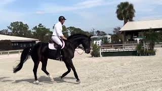 8YO 171H Oldenburg 3’6 hunter prospect flat [upl. by Nodnahs119]