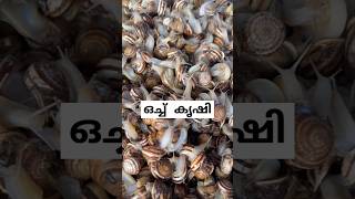 ഒച്ചിനെ കഴിക്കുന്ന യൂറോപ്യൻസ് snail farming malayalam facts [upl. by Vasquez]