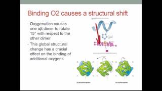 BSC CH308 Ch 7 Hemoglobin and Myoglobin v2016 [upl. by Sices]