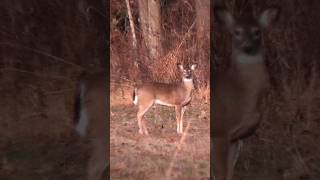 308 Winchester Drops Deer  7 Year Old Hunter shorts hunting [upl. by Gracye]