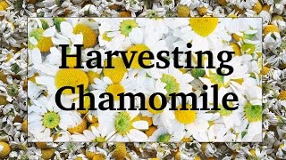 Harvesting and Drying Chamomile [upl. by Zelde]