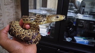 Young Cuban Boa  Epicrates Angulifer [upl. by Harbot]