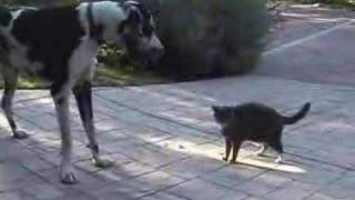 Cat vs Great Dane [upl. by Kassia]