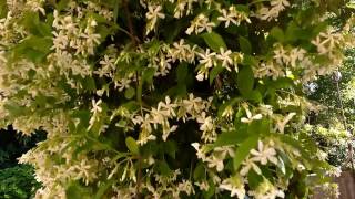 Trachelospermum jasminoidesfalso Gelsomino Gazebo medicinal plant [upl. by Puto]