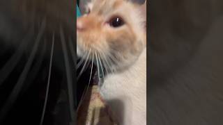 Plutito and his bee asmr catasmr [upl. by Seuqcaj]