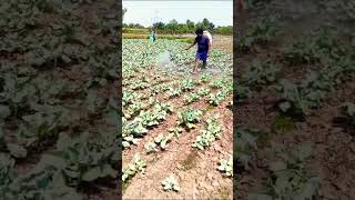 Colly flower agriculture farming farmer satisfying amazing agriculturefarming [upl. by Nimra]