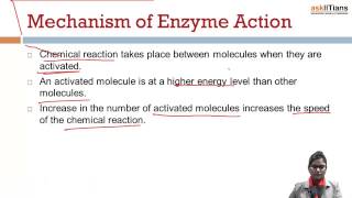 Mechanism of Enzyme Action  Biology  Class 11  AIPMT  AIIMS  askIITians [upl. by Aicatsana]