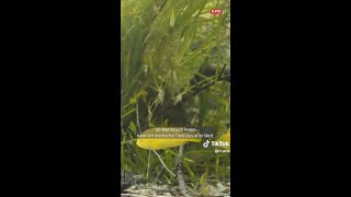 Exotische Fische in Kärnten sorgen auf TikTok für Aufsehen [upl. by Yllom472]