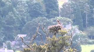 Bassenthwaite Ospreys 2011 [upl. by Aicatsan334]