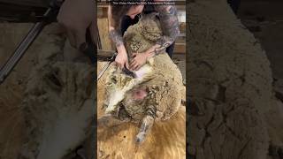 How Sheeps Wool Cutting [upl. by Annetta]