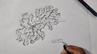 Lichen diagram for class 11 Biology [upl. by Yllek]