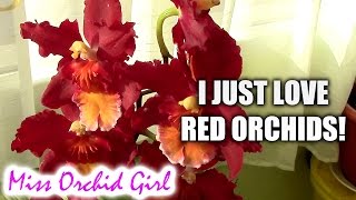 Oncidium Dianne Feinstein Red Ruby  another red orchid beauty [upl. by Ssitnerp]