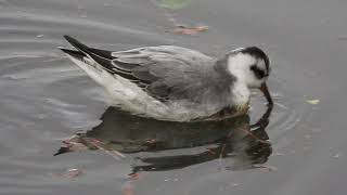 Red Phalarope Phalaropus fulicarius in Delft  Tanthof The Netherlands 23 December 2023 [upl. by Peadar]