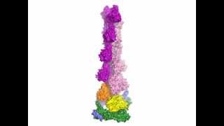 Mechanism and Function of Formins in the Control of Actin Assembly Supplemental Video [upl. by Greabe350]