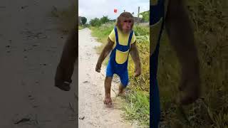 Oh no  CUTIS stealthily ran away cutis monkey shortvideo [upl. by Elleinahc257]