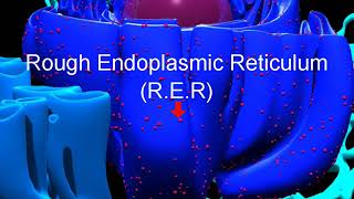 Cell organelles – Structure and function of endoplasmic reticulum – in English [upl. by Ecad970]