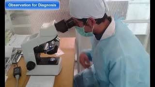 How to prepare a Ziehl Neelsen Sputum Smear slide [upl. by Airol]