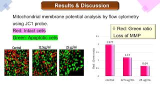 Molecular Basis of Sida cordifolia L Induced Apoptosis in Melanoma Cell Line [upl. by Nwahsud]