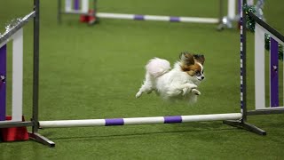 Papillon Sheryl agility training [upl. by Randall]