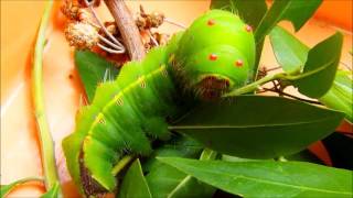 Life cycle of Antheraea mylitta [upl. by Ingaborg]