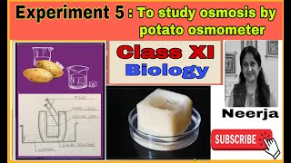 To study osmosis by potato osmometer experiment 5class 11 Biology with pencil sketchesNeerja [upl. by Kenyon]