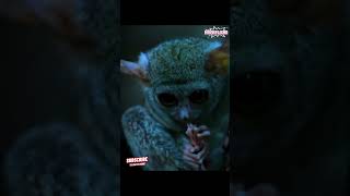 “Night Hunters The Secret Life of Tarsiers” [upl. by Rhyner459]